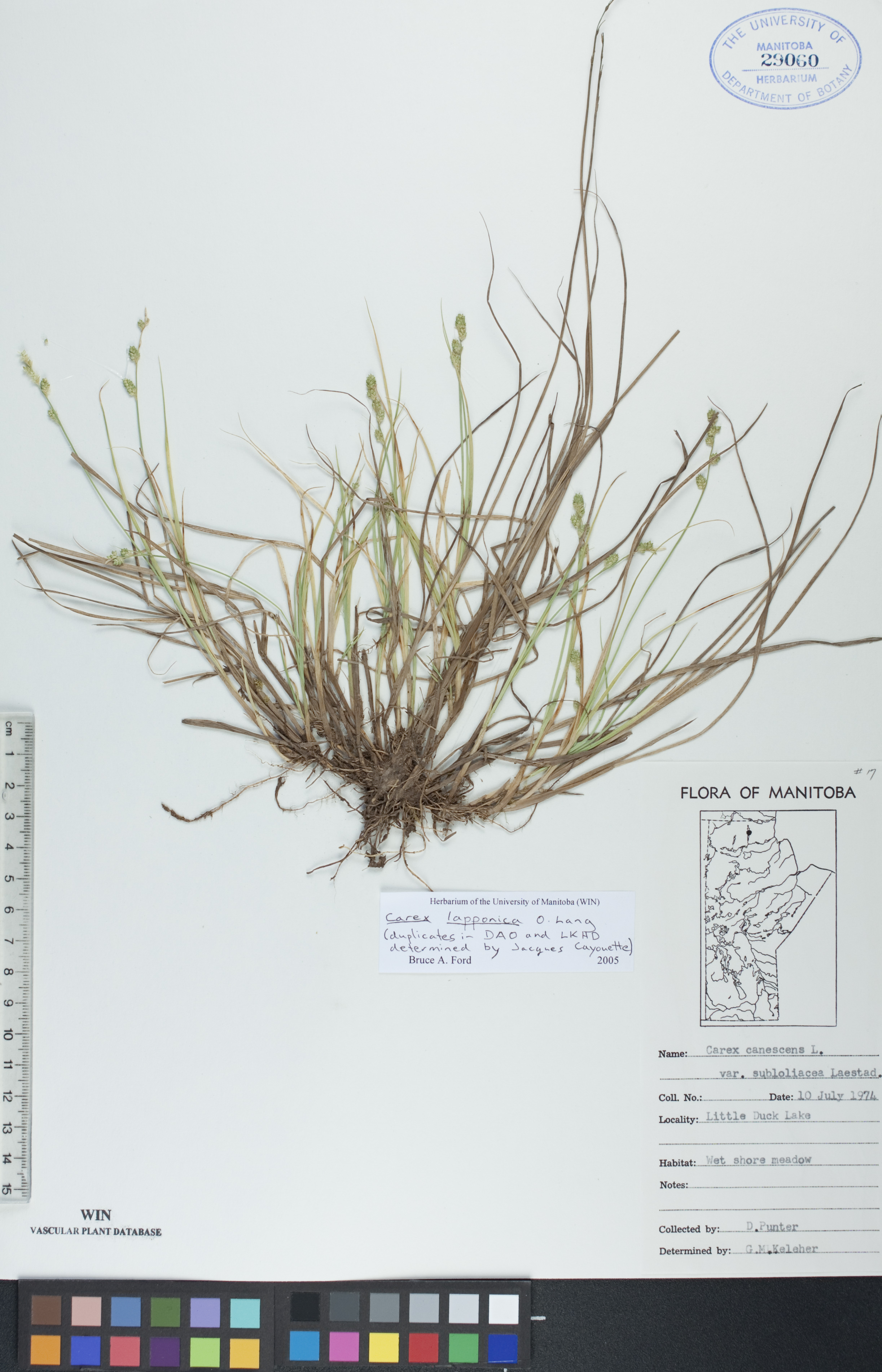 Carex lapponica image